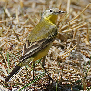 Western Yellow Wagtail